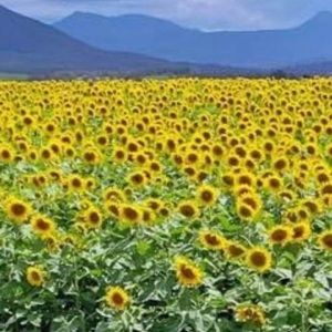 Meet your Posher, Jaclyn